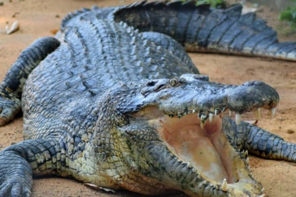 melaka crocodile and recreation park